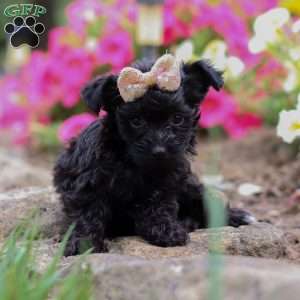 Lola, Yorkie Poo Puppy
